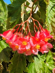 Begonia coccinea