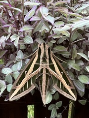 Eumorpha fasciatus