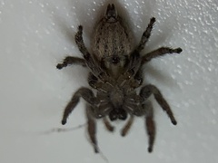 Habronattus coecatus