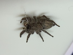 Habronattus coecatus