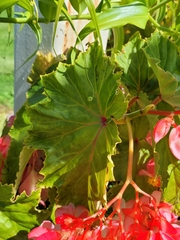 Begonia coccinea