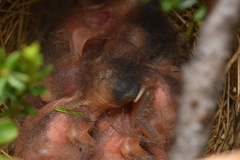 Passerculus sandwichensis