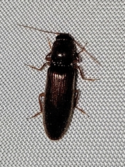 Hemicrepidius