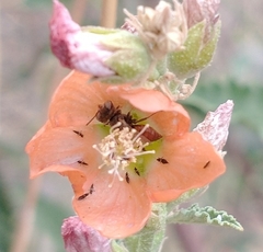 Macroteropsis