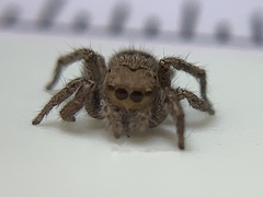 Habronattus coecatus