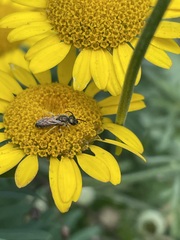 Halictidae