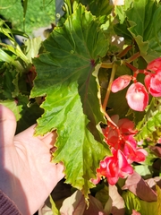 Begonia coccinea