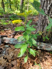 Solidago radula