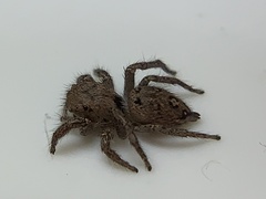 Habronattus coecatus