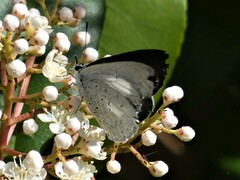 Eirmocides absimilis