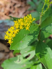 Solidago radula