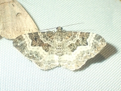 Epirrhoe alternata