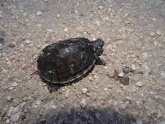 Trachemys venusta iversoni