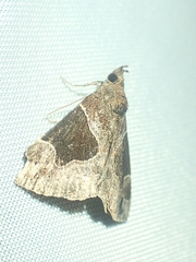 Hypena manalis