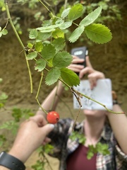 Rosa gymnocarpa