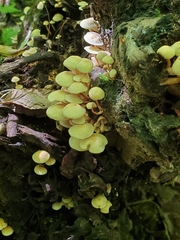 Hypholoma subviride