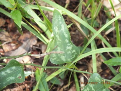 Smilax bona-nox