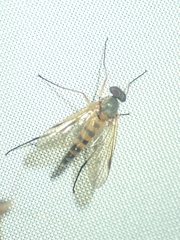 Rhagio