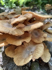 Physalacriaceae