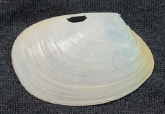 Periploma planiusculum