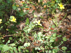 Hypericum tetrapetalum