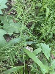 Paspalum repens