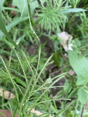 Paspalum repens