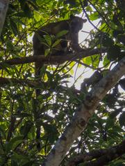 Dendrolagus lumholtzi