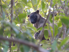 Dendrolagus lumholtzi