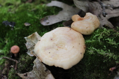 Lactarius chrysorrheus