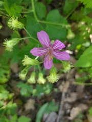 Geranium caespitosum