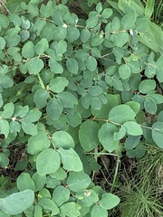Symphoricarpos occidentalis