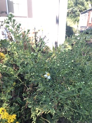 Symphyotrichum ontarionis