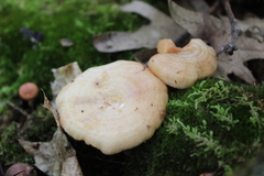 Lactarius chrysorrheus