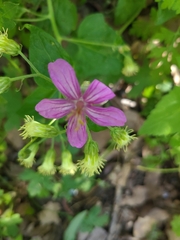 Geranium caespitosum
