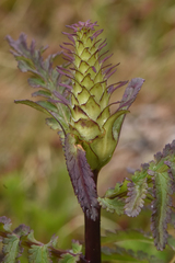Pedicularis