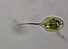 Phacus longicauda