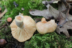 Lactarius chrysorrheus