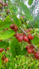 Malus prunifolia