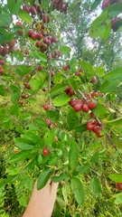 Malus prunifolia