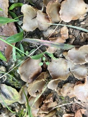 Crepidotus applanatus