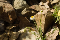 Erigeron divergens