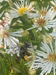 Melissodes druriellus