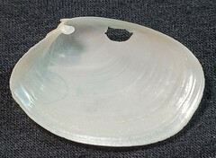 Periploma planiusculum