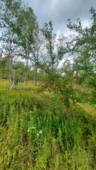 Malus prunifolia