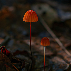 Marasmius