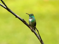 Chrysuronia versicolor