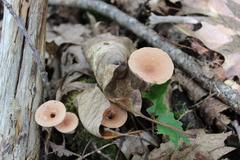 Lactarius helvus