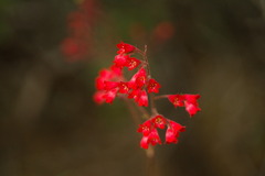 Heuchera sanguinea
