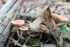 Lactarius helvus